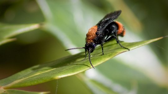 Entomological Programming